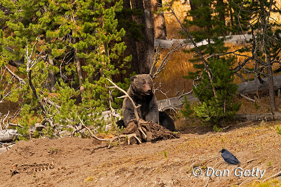 Grizzly Bear