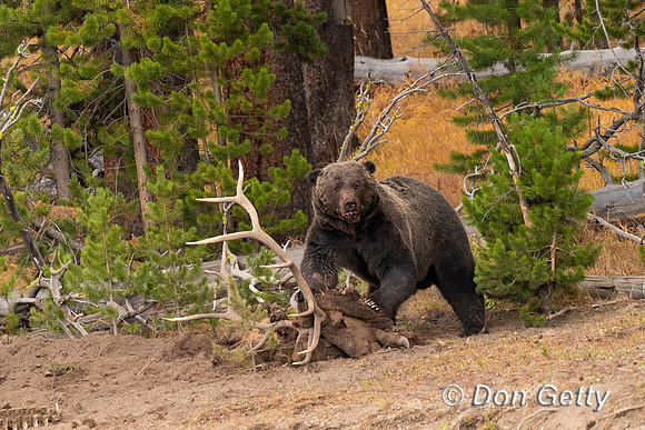 Grizzly Bear