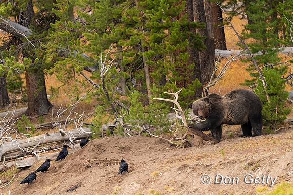 Grizzly Bear