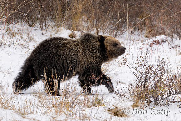 Grizzly Bear