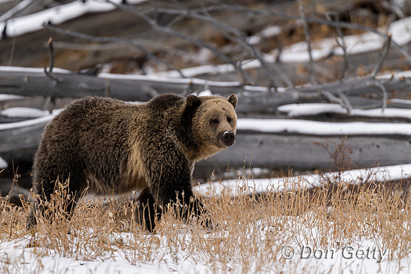 Grizzly Bear