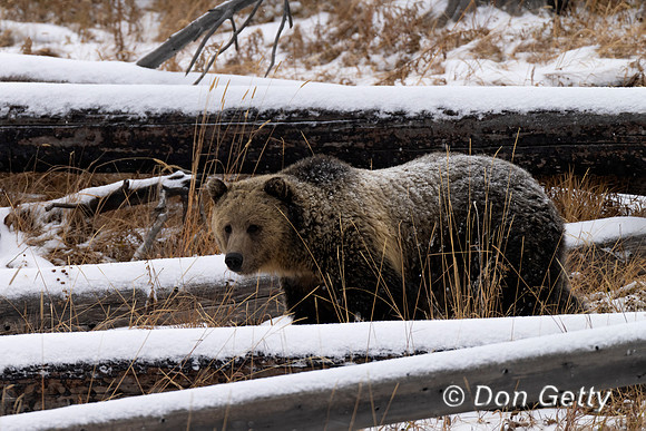 Grizzly Bear