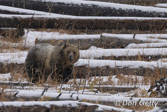 Grizzly Bear