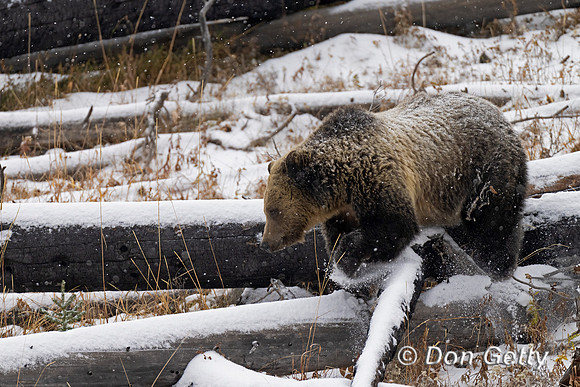 Grizzly Bear