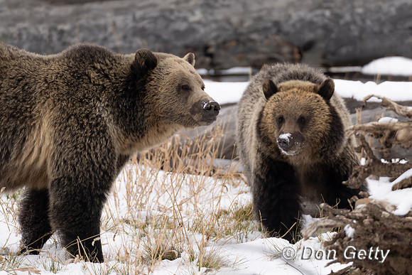 Grizzly Bear