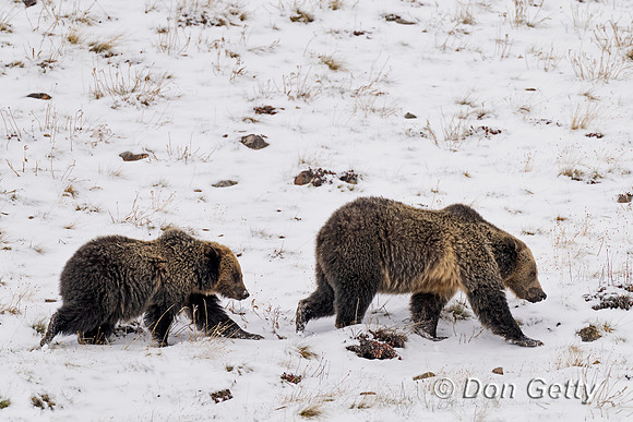 Grizzly Bear