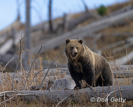 Grizzly Bear