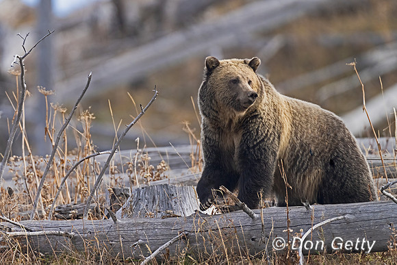 Grizzly Bear
