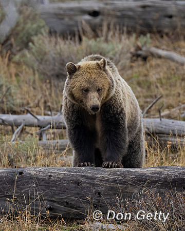 Grizzly Bear