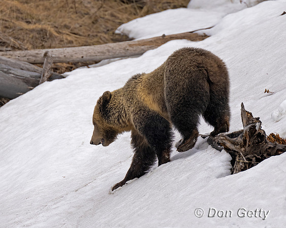 Grizzly Bear