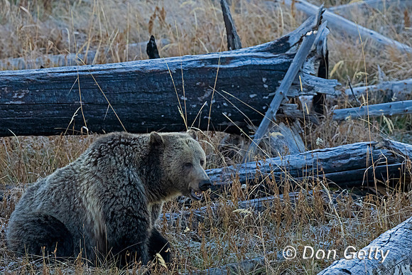 Bear_Grizzly_DSC01252