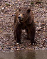 Grizzly Bear