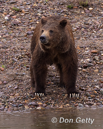 Grizzly Bear