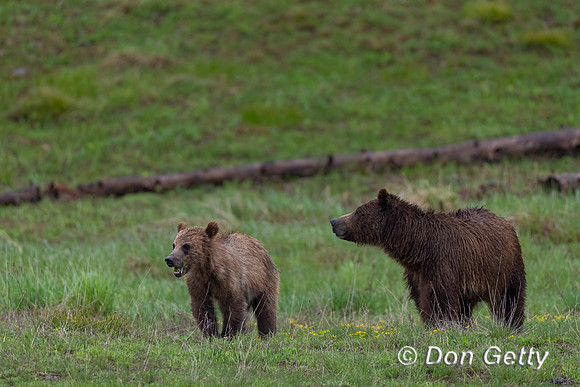 Grizzly Bear