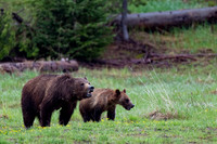 Grizzly Bear