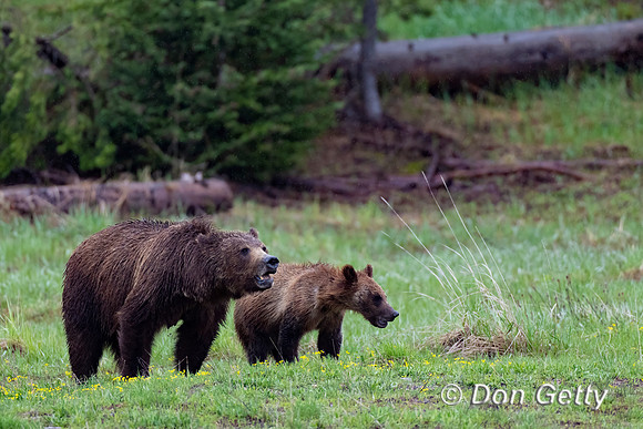 Grizzly Bear