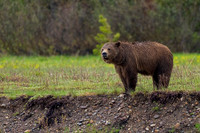 Grizzly Bear