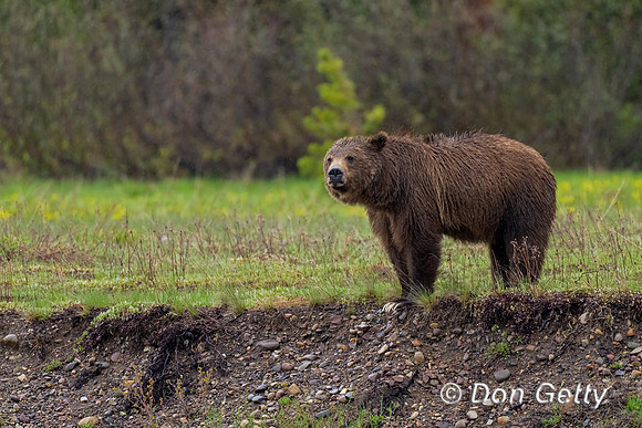 Grizzly Bear