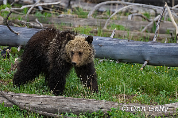 Grizzly Bear