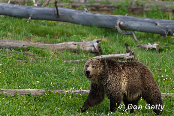 Grizzly Bear