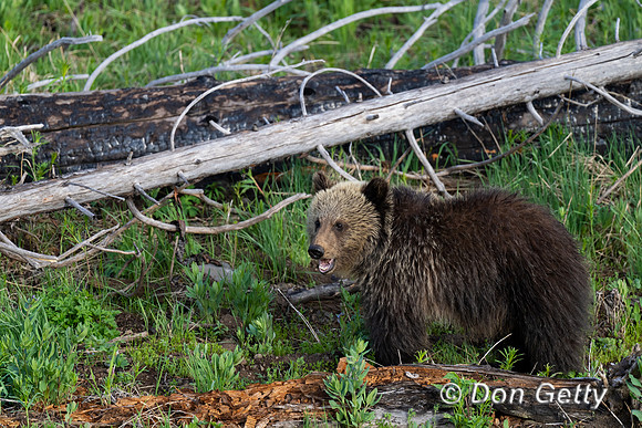 Grizzly Bear