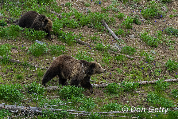 Grizzly Bear