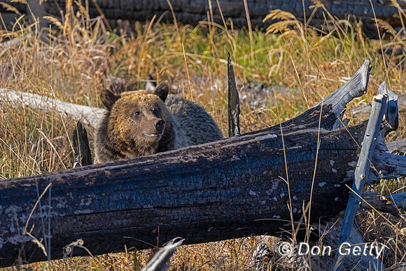 Grizzly Bear