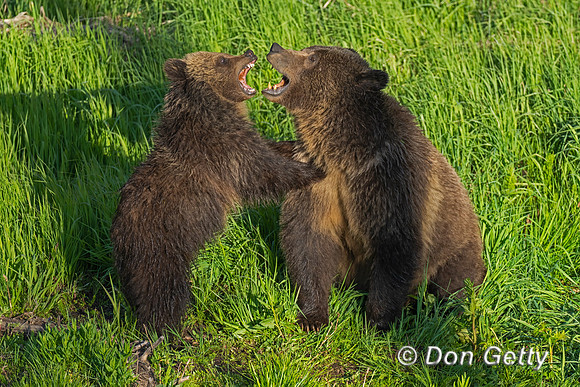 Grizzly Bear