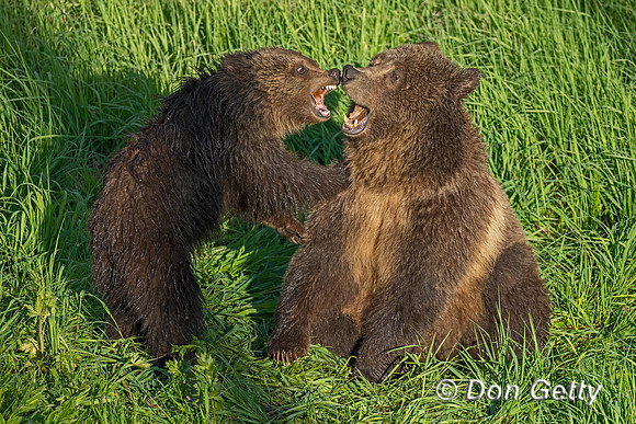 Grizzly Bear