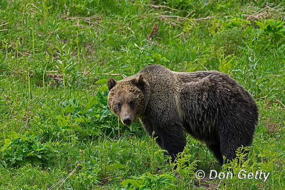 Grizzly Bear