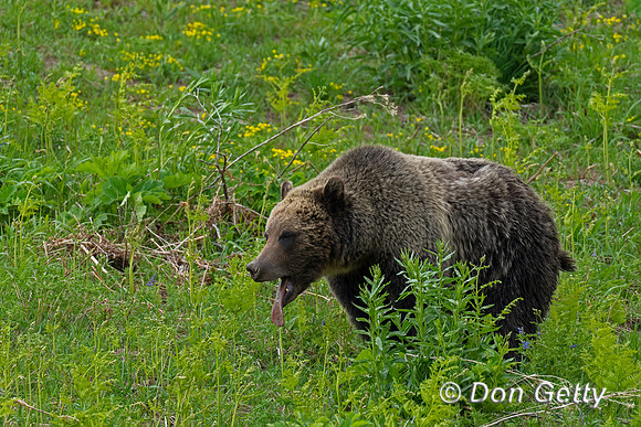 Grizzly Bear