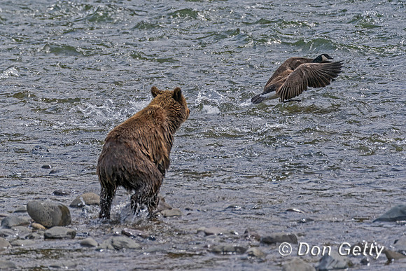 Grizzly Bear