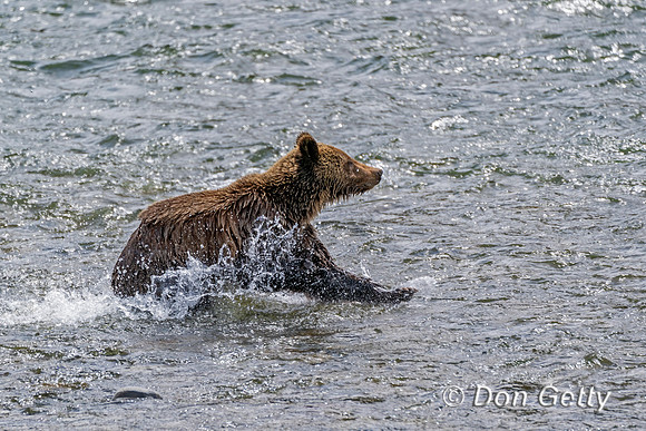 Grizzly Bear