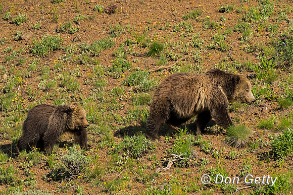 Grizzly Bear