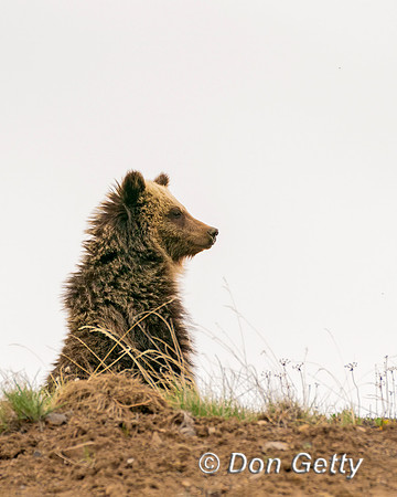 Grizzly Bear