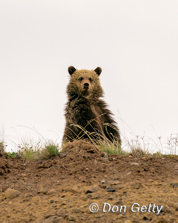 Grizzly Bear
