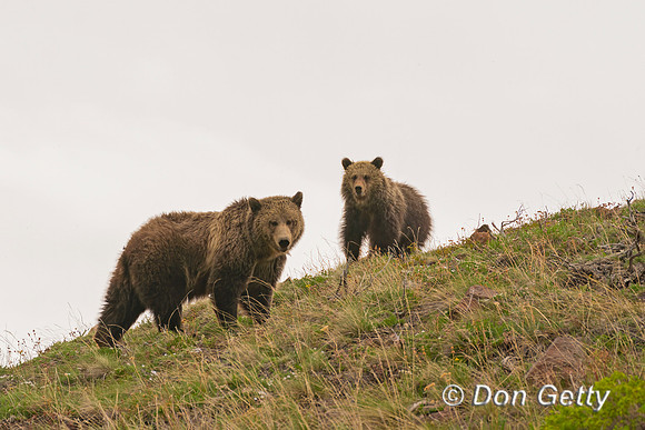 Grizzly Bear