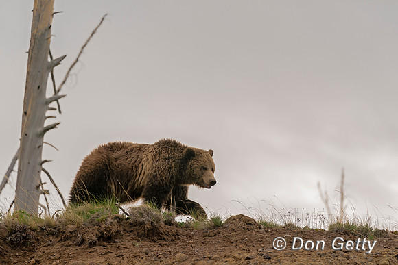 Grizzly Bear