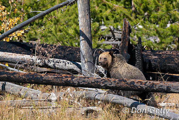 Grizzly Bear