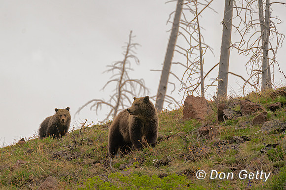 Grizzly Bear