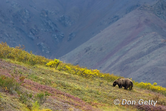 Grizzly Bear