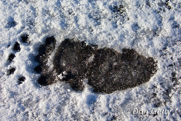 Bear Track