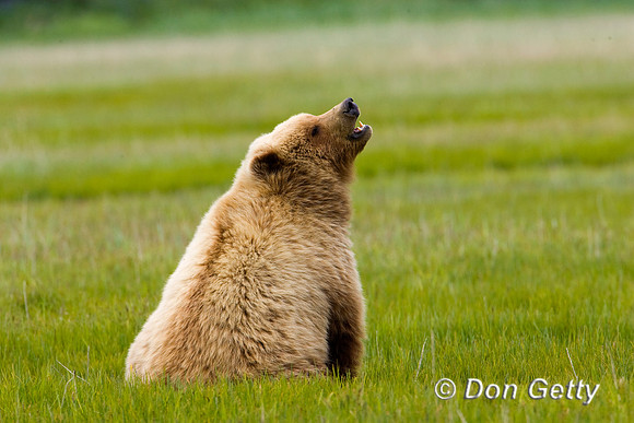 Brown Bear