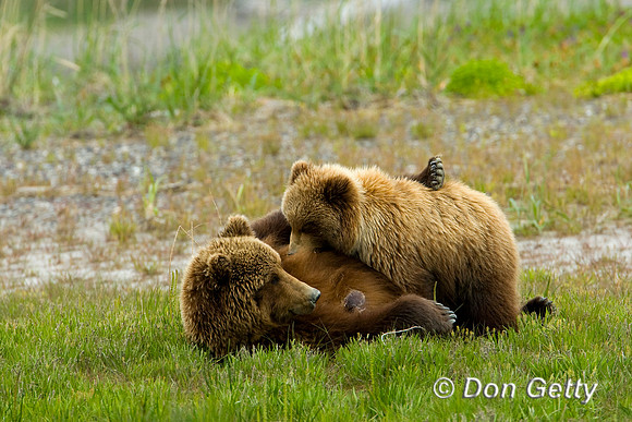 Brown Bear
