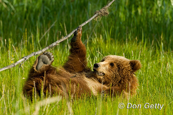 Brown Bear