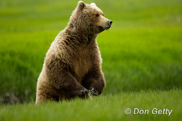 Brown Bear