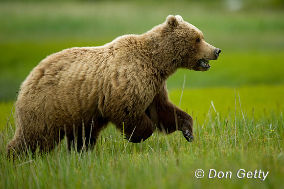 Brown Bear