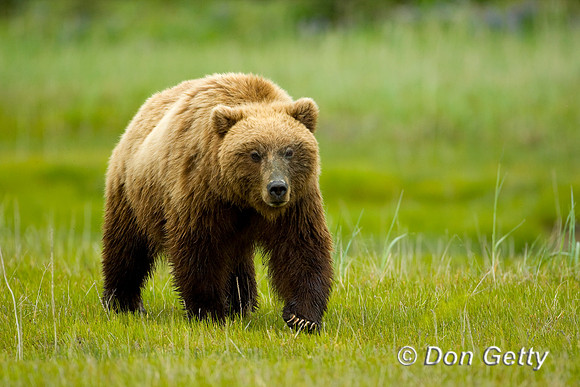 Brown Bear