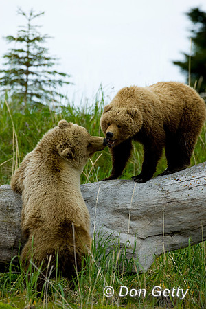 Brown Bear