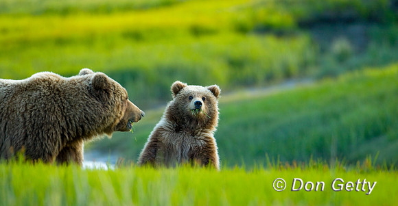 Brown Bear